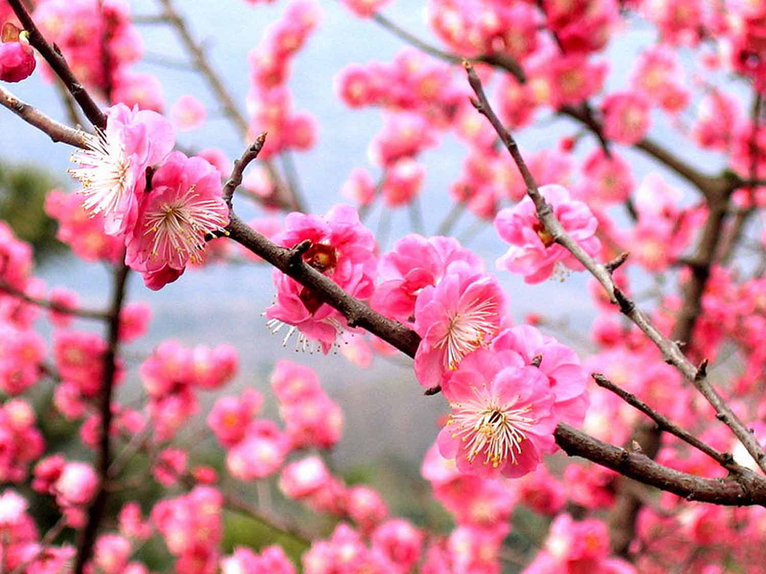 Умебоши-PRUNUS MUME цвет и дрво што пленат со убавина – Современо